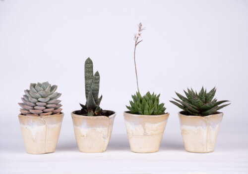 succulent pic 1