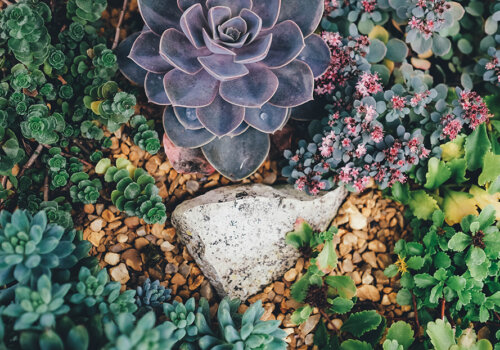 A top view of various types of succulents surrounding a stone and gravel. Original public domain image from Wikimedia Commons